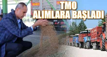 TMO ALIMLARA BAŞLADI