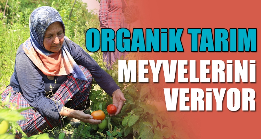 ORGANİK TARIM MEYVELERİNİ VERİYOR