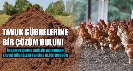 İNSAN VE ÇEVRE SAĞLIĞI AÇISINDAN TAVUK GÜBRELERİ TEHLİKE OLUŞTURUYOR