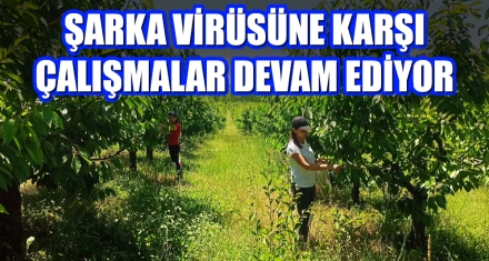 ŞARKA VİRÜSÜNE KARŞI ÇALIŞMALAR DEVAM EDİYOR