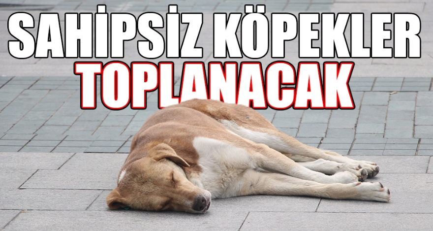 SAHİPSİZ KÖPEKLER TOPLANACAK