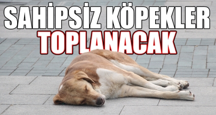 SAHİPSİZ KÖPEKLER TOPLANACAK