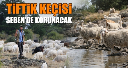 TİFTİK KEÇİSİ SEBEN'DE KORUNACAK