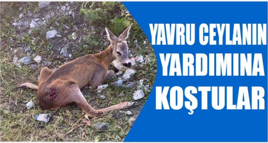 Yavru ceylanın yardımına koştular