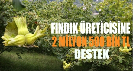 Fındık Üreticisine 2 Milyon 500 Bin TL Destek