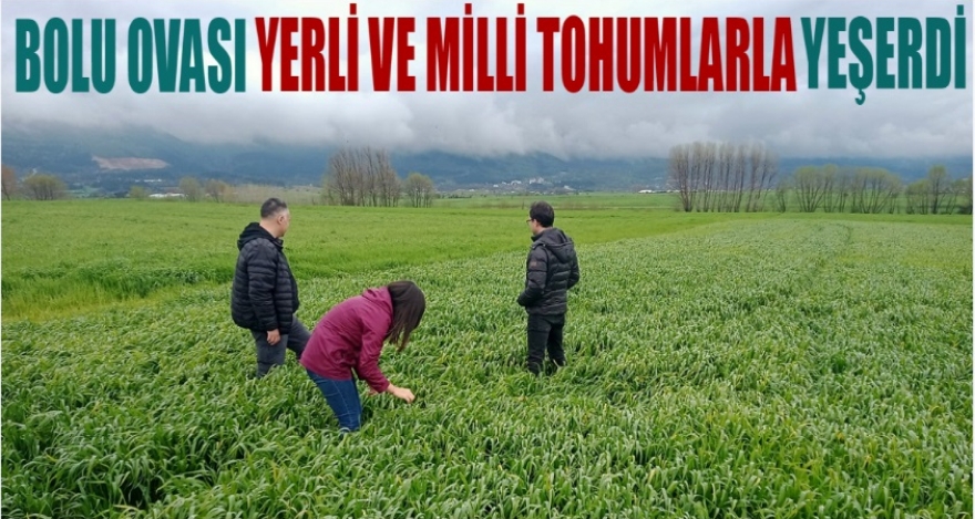 BOLU OVASI YEŞERDİ