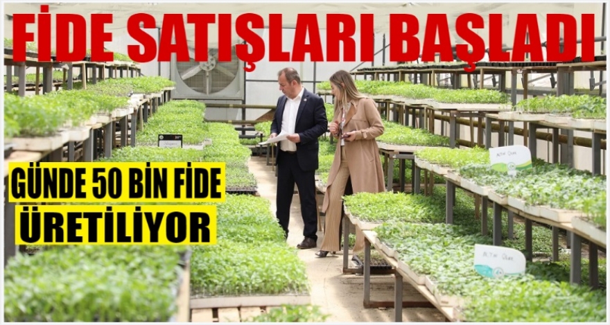 FİDE SATIŞLARI BAŞLADI