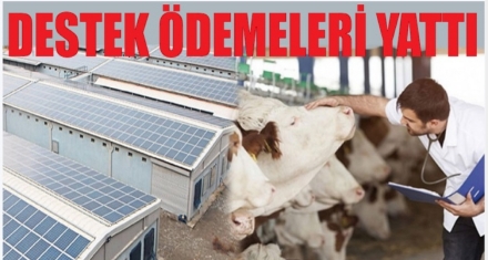 DESTEK ÖDEMELERİ HESAPLARA YATTI 