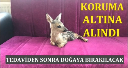 YAVRU KARACA KORUMA ALTINA ALINDI