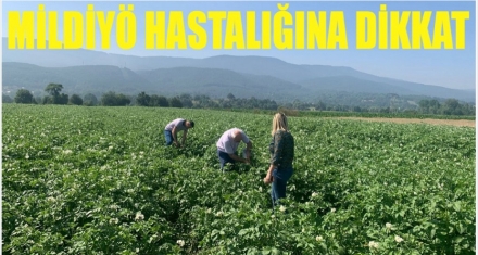 Patates Mildiyösüne Dikkat