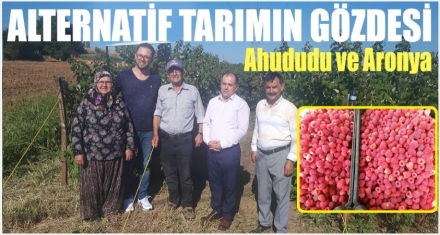 ALTERNATİF TARIMIN GÖZDESİ Ahududu Ve Aronya 