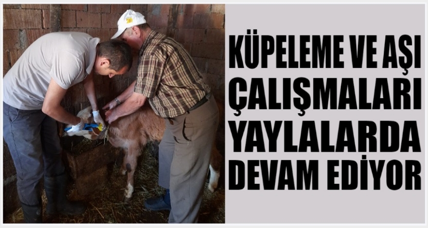 KÜPELEME VE AŞI ÇALIŞMALARI YAYLALARA TAŞINDI