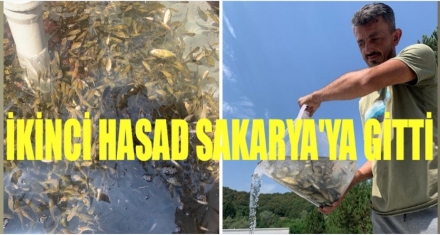 İKİNCİ HASAT SAKARYA GİTTİ