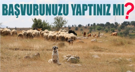 BAŞVURUNUZU YAPTINIZ MI?