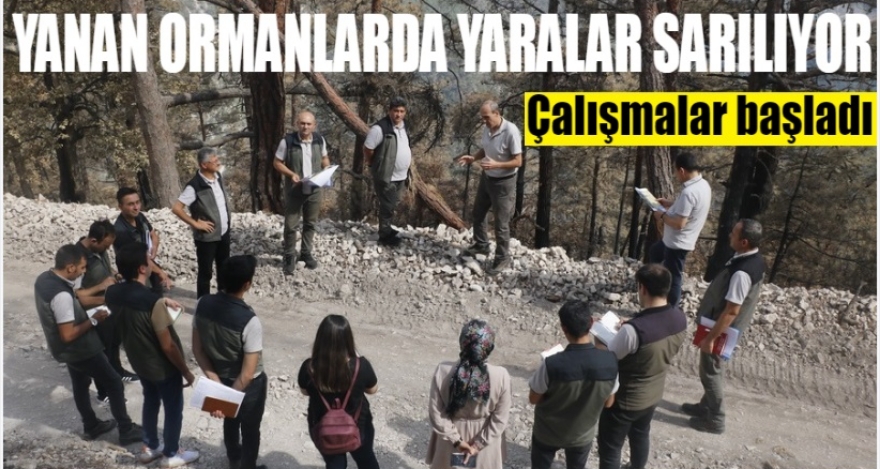 Göynük'te yaralar sarılıyor