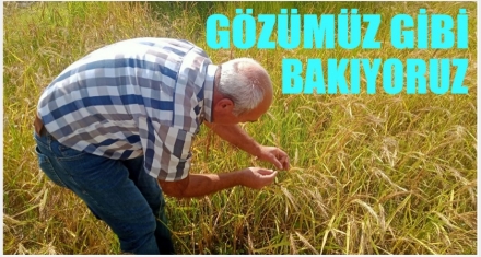 GÖZÜMÜZ GİBİ BAKIYORUZ