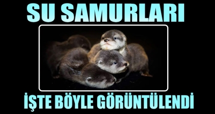 SU SAMURLARI İŞTE BÖYLE GÖRÜNTÜLENDİ!