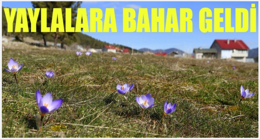 YAYLALARA BAHAR GELDİ