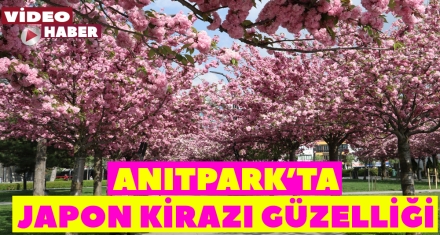 ANITPARK'TA JAPON KİRAZI GÜZELLİĞİ