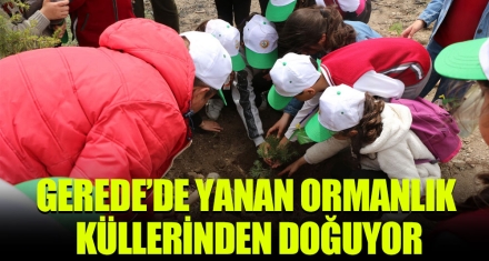 GEREDE'DE YANAN ORMANLIK KÜLLERİNDEN DOĞUYOR