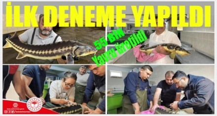 55 BİN YAVRU ÜRETİLDİ 