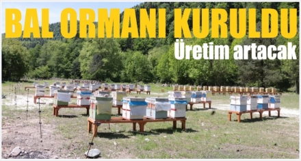 BAL ORMANI KURULDU 