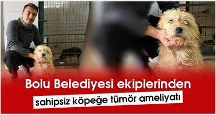 Sahipsiz köpeğe tümör ameliyatı yaptılar