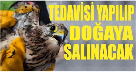 Yaralı kerkeneze ilk yardım ormancılardan
