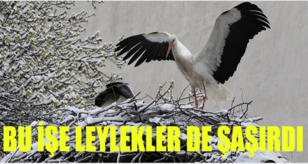 BU İŞE LEYLEKLER DE ŞAŞIRDI!