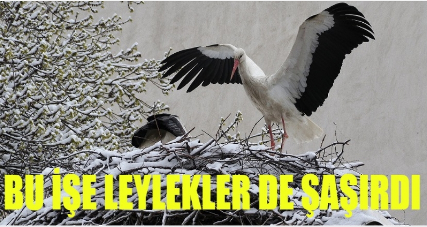 BU İŞE LEYLEKLER DE ŞAŞIRDI!