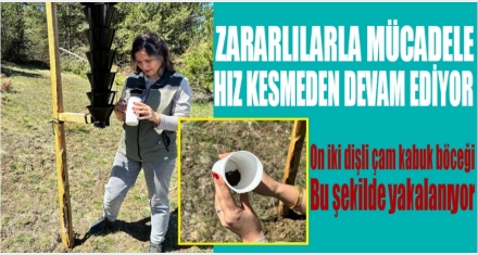 Zararlılarla mücadele devam ediyor