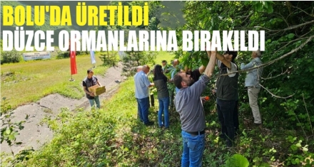 BOLU'DA ÜRETİLDİ DÜZCE ORMANLARINA BIRAKILDI