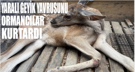 YARALI GEYİK YAVRUSUNU ORMANCILAR KURTARDI