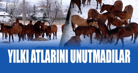 BELEDİYE YILKI ATLARINA SAHİP ÇIKTI 