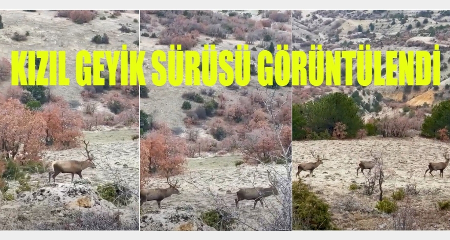 Kızıl geyik sürüsü görüntülendi