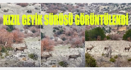Kızıl geyik sürüsü görüntülendi