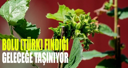 BOLU (TÜRK) FINDIĞI GELECEĞE TAŞINIYOR